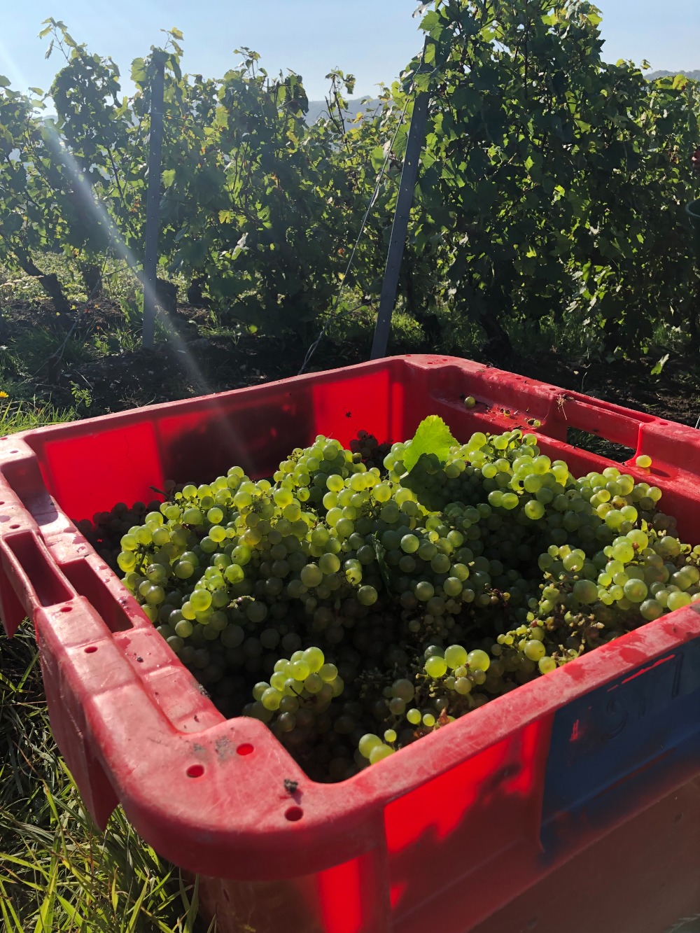 VENDANGES